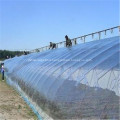 Multi-span Plastic Film Covering Light Tomato Greenhouse